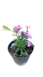 Dianthus 15cm