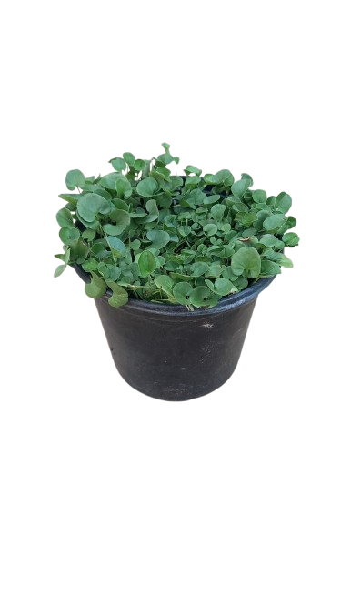 Dichondra (Wonderland) 15CM
