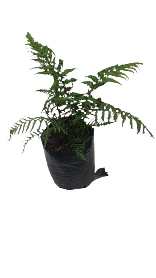 Dicksonia Antartica 6L