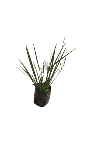 Dietes White 10L