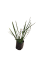 Dietes White 10L