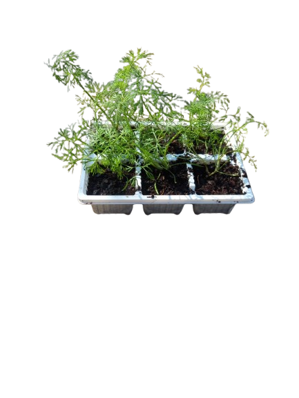 Dill Seedling Tray