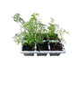 Dill Seedling Tray