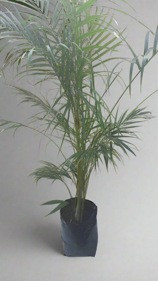 Bamboo Palm Chrysalidocarpus Lutescens/Dypsis Lutescens