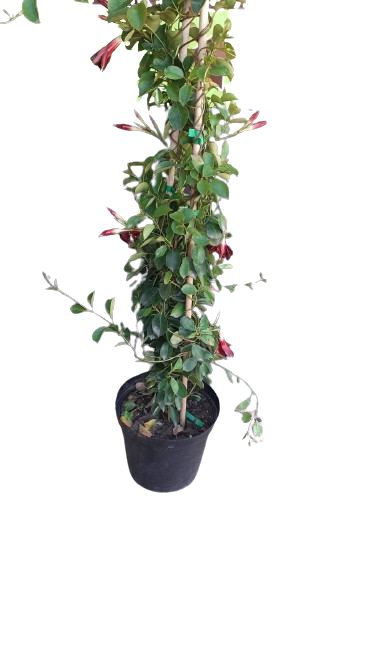 Dipladenia Diamantina Opale Grenat Various Sizes