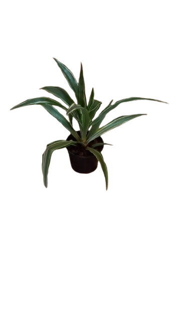 Dracaena Warnecki 15CM