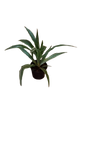 Dracaena Warnecki 15CM