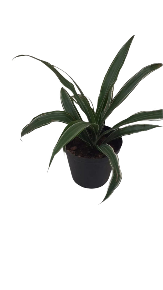dracaena warneckii 15cm