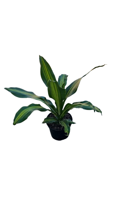 Dracaena Arborea 19cm