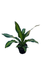 Dracaena Arborea 19cm