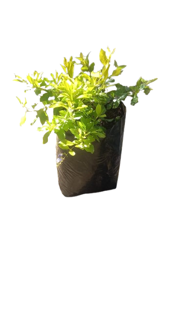 Duranta Gold Various