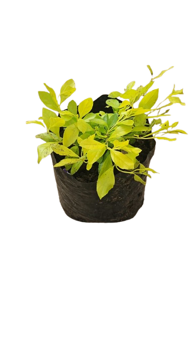 Duranta Gold 4L