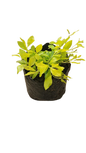 Duranta Gold 4L