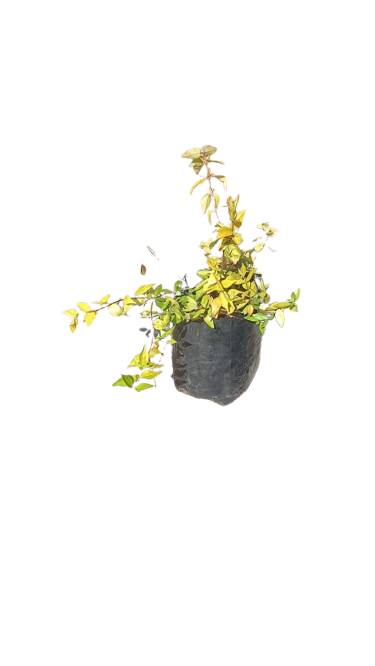 Duranta Yellow Various Sizes