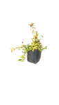 Duranta Yellow Various Sizes