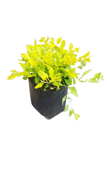 Duranta Yellow Various Sizes