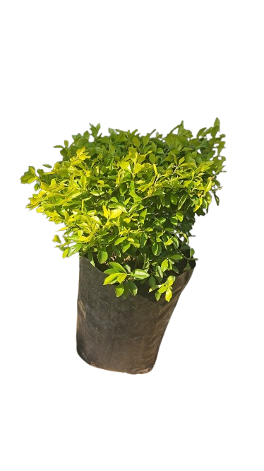 Duranta Gold (Sheena's Gold) Ball 10L