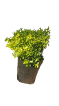 Duranta Gold (Sheena's Gold) Ball 10L