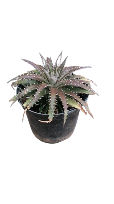 Dyckia Mix Pot