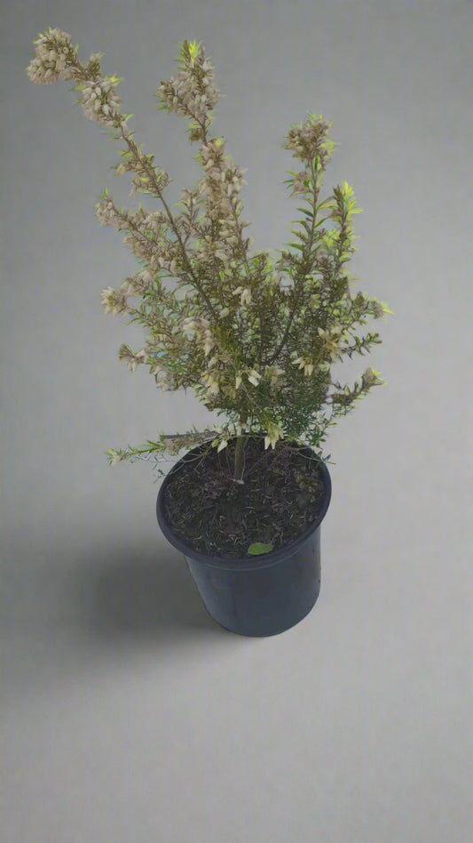 Erica Africa White 5L