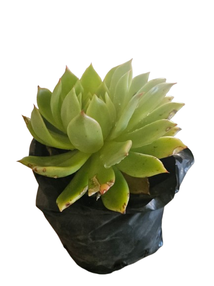 Echeveria Green  4L