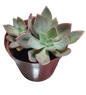 Echeveria Pink 12CM