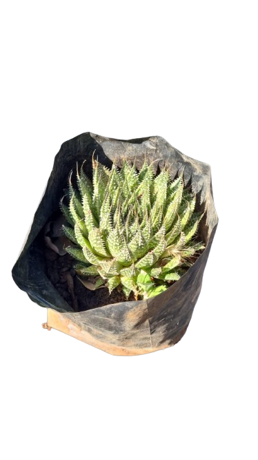 Echeveria Green  4L