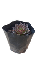 Echeveria Black Prince 2.5L