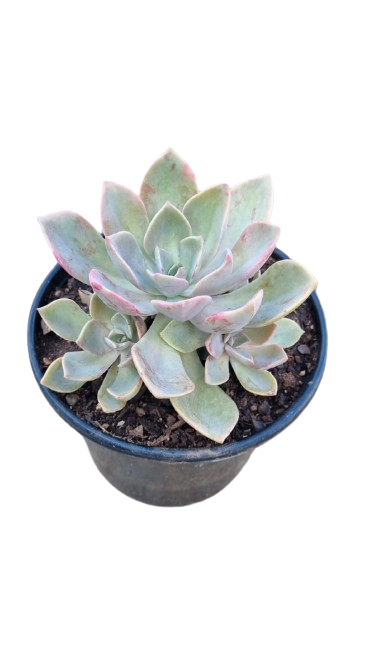 Echeveria Pink 17cm