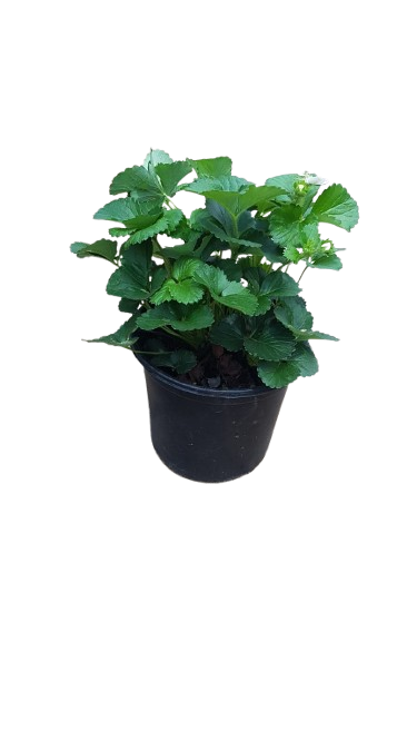 Various Strawberry Plants 17cm