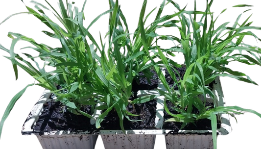 LM Grass Berea 6 Pack Seedling Tray