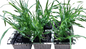 LM Grass Berea 6 Pack Seedling Tray