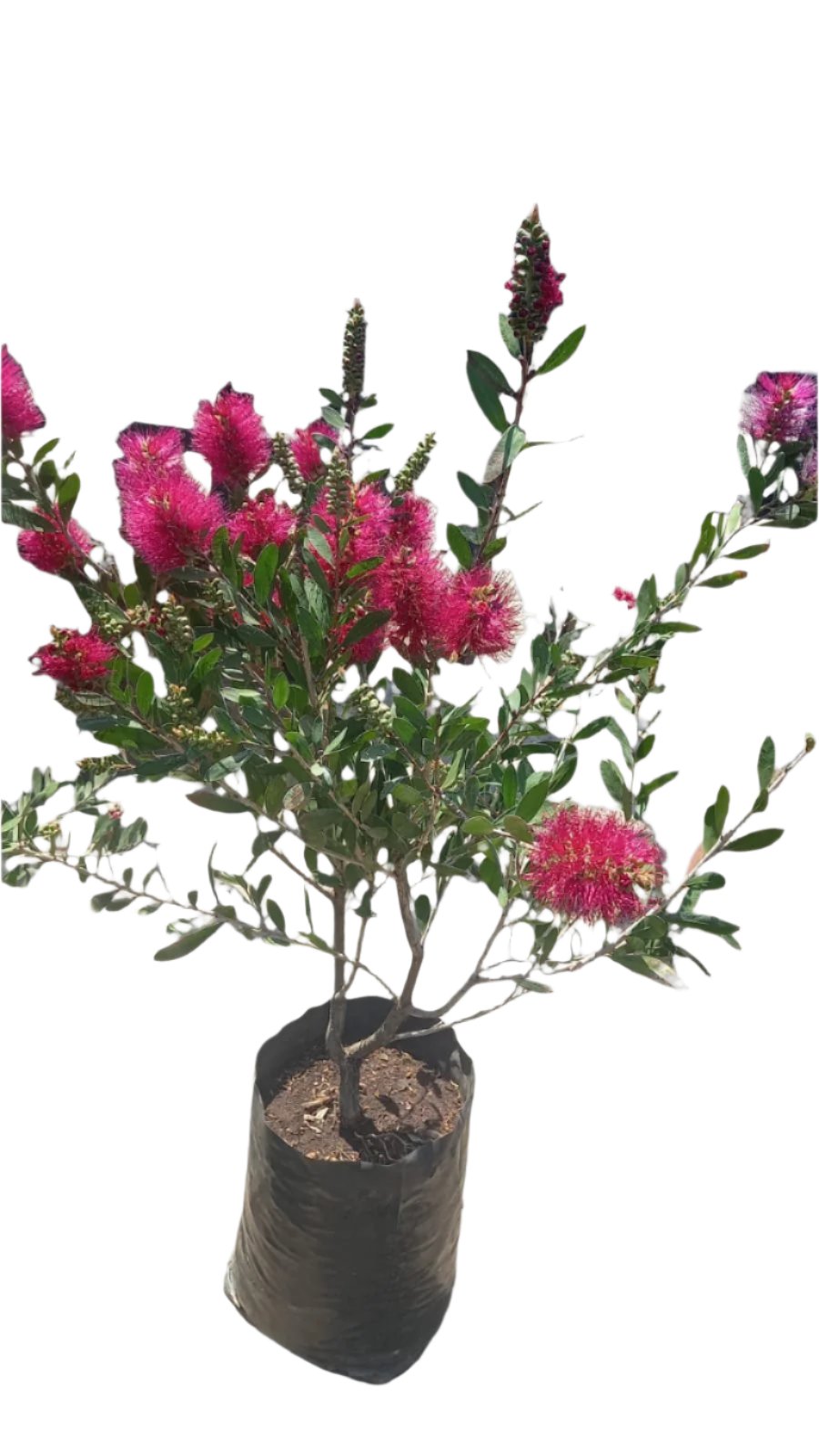 Callistemon Endeavor Pink 10L