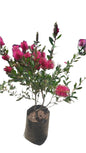Callistemon Endeavor Pink 10L