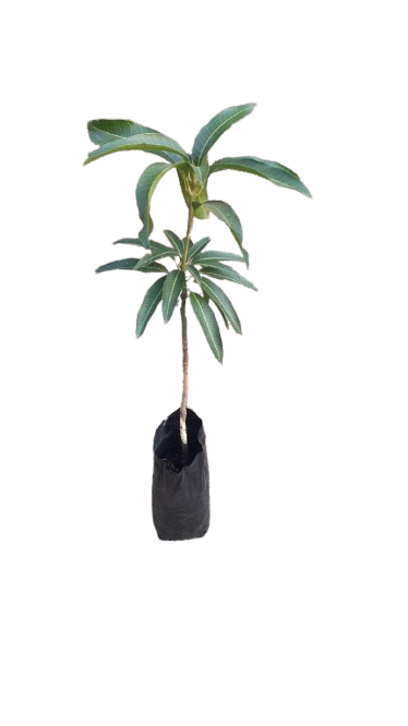 Mango Kent 5L