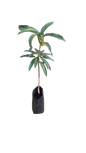Mango Kent 5L