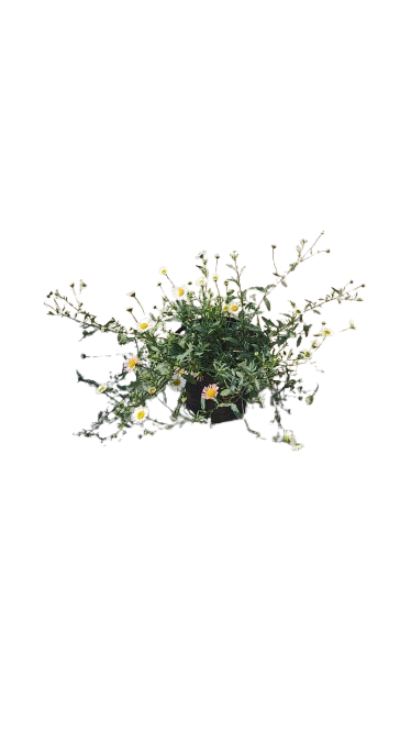 Erigaron Karvinskianus 15cm