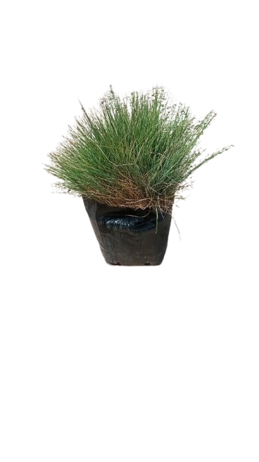 Festuca 2.5L