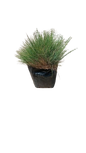 Festuca 2.5L
