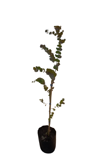 Eucalyptus Cinerea Penny Gum 10L