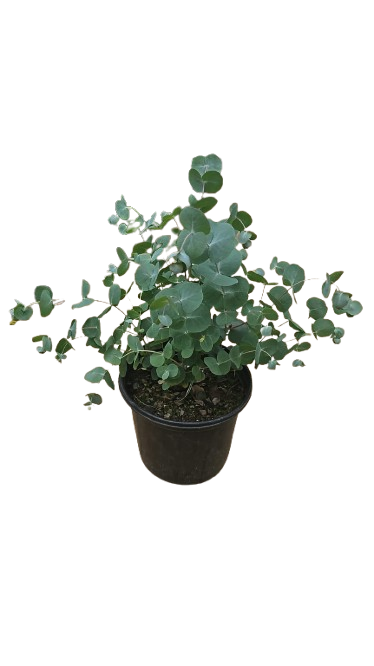 Eucalyptus Baby Blue 17cm