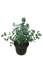 Eucalyptus Baby Blue 17cm