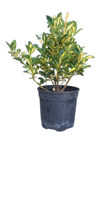 Euonymus Japonicus 'Aureus' 19cm