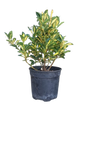 Euonymus Japonicus 'Aureus' 19cm