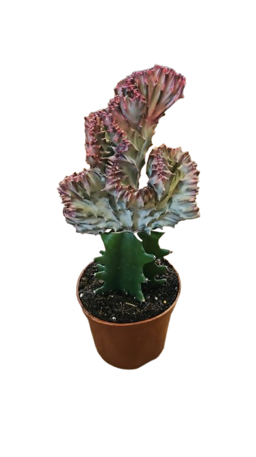 Euphorbia Lactea Grafted 9cm