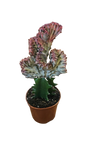 Euphorbia Lactea Grafted 9cm