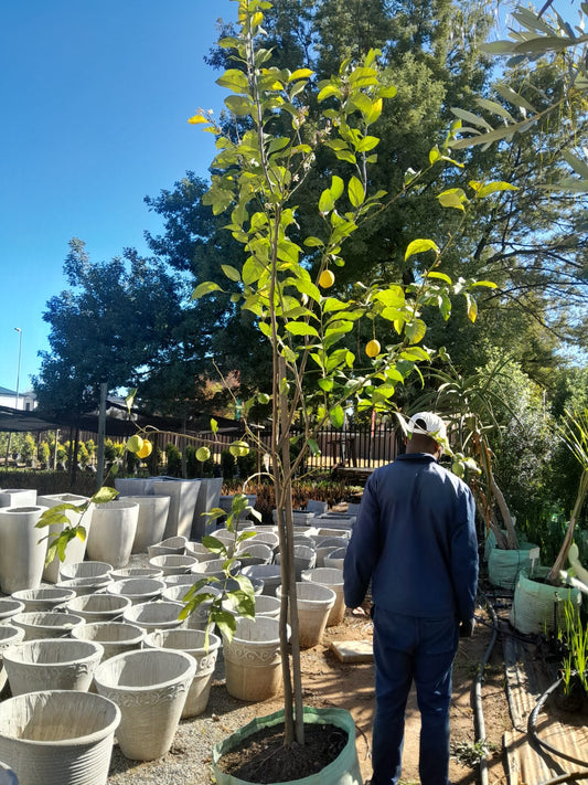 Citrus Lemon Eureka 100L