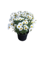 Argyranthemum Assorted 17cm