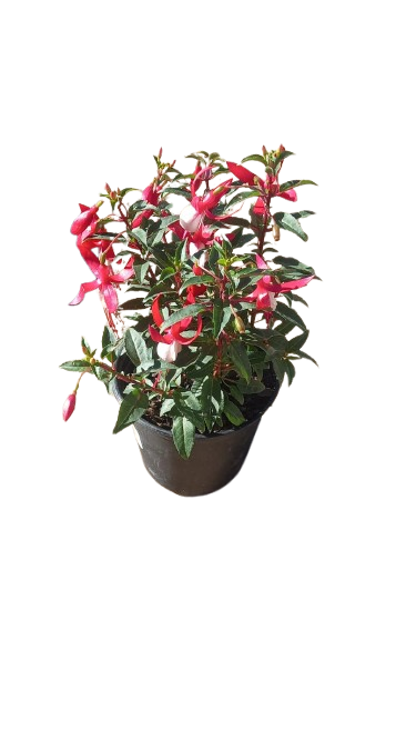 Fuchsia Bella Assorted 15 cm