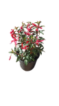 Fuchsia Bella Assorted 15 cm